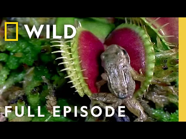 Video: Fangs of Fury (Full Episode) | World's Deadliest Compilation | Nat Geo Animals