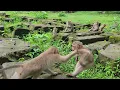 Download Lagu 🔴Jovi No..No..! Don't Eat My Food ! monkeys eat some snacks for dinner | Kids Is Hungry🌱🙊