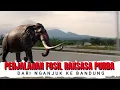 Lagu PERJALANAN FOSIL RAKSASA PURBA DARI NGANJUK KE BANDUNG