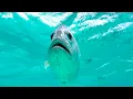 Fish vs Bird | 4K UHD | Blue Planet II | BBC Earth