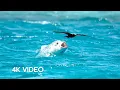 Download Lagu Fish vs Bird | 4KUHD | Blue Planet II | BBC Earth