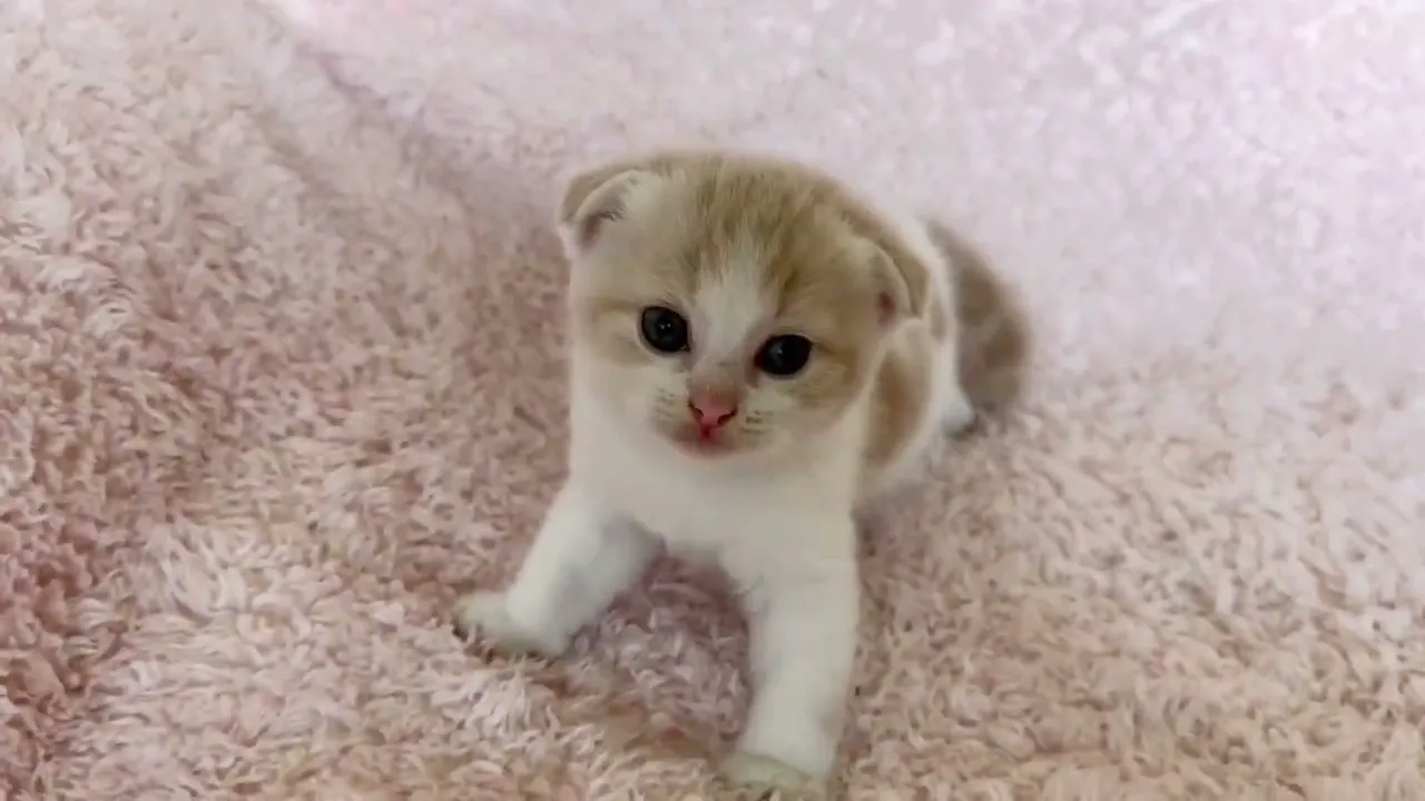 動画