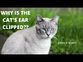 Why is that cats ear clipped