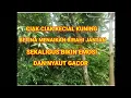 Download Lagu CIAK CIAK KECIAL KUNING BETINA BIKIN KECIAL JANTAN EMOSI