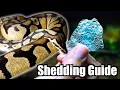 All About Ball Python Shedding Guide and Tips