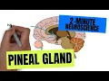 2-Minute Neuroscience Pineal Gland