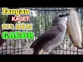 Lagu Pancingan dan MASTERAN burung trucukan GACOR Biar RAJIN bunyi gacor