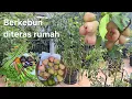 Lagu Manfaatkan teras rumah untuk berkebun bisa panen buah dan sayur gratis, berkebun secara alami 