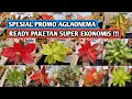 Download Lagu Spesial promo aglaonema, paketan super ekonomis !!!