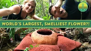 the worlds largest smelliest flower maddie moate