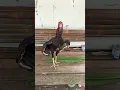 Download Lagu ayam BK umur 4 bulan sudah mulai belajar berkokok😀