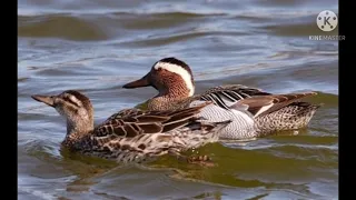 صوت بط الملحي دمج مع الشرشير الصيفي مع صوت البربش أو مجموعة من الحر لايك واشتراك 