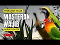 Download Lagu Masteran Wajib Murai Fighter Full Tembakan #masteranmuraibatu #masteranmuraifullisian