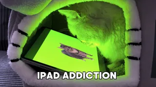 Cat Becomes an iPad Kid