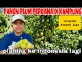 Download Lagu PANEN PLUM PERDANA DI KAMPUNG \u0026 PLANING  SERING PULANG INDONESIA TAHUN INI ‼️