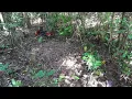 Download Lagu MIKAT AYAM HUTAN || Ayam hutan garang datang membawa pasangan
