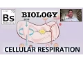 Biology - Cellular Respiration