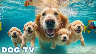 12 Hours Of Dog Calming Music For Dogs Separation Anxiety Relief Music For Dogs Dog Music 