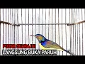 Download Lagu masteran | kolibri kelapa | wiceh | manggar | putar suara ini untuk burung bahan agar rajin bunyi