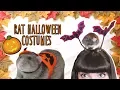 Making my Rats Halloween Costumes DIY