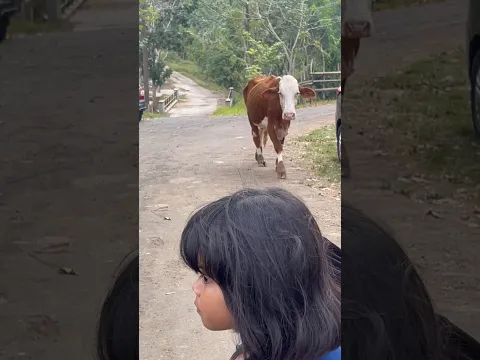 Tiba-tiba kedatangan Sapi guys, Serem 🫣