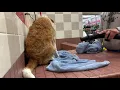 Charlie Gets A Bath At Pet Food Express