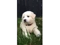 Great pyrenees puppy training