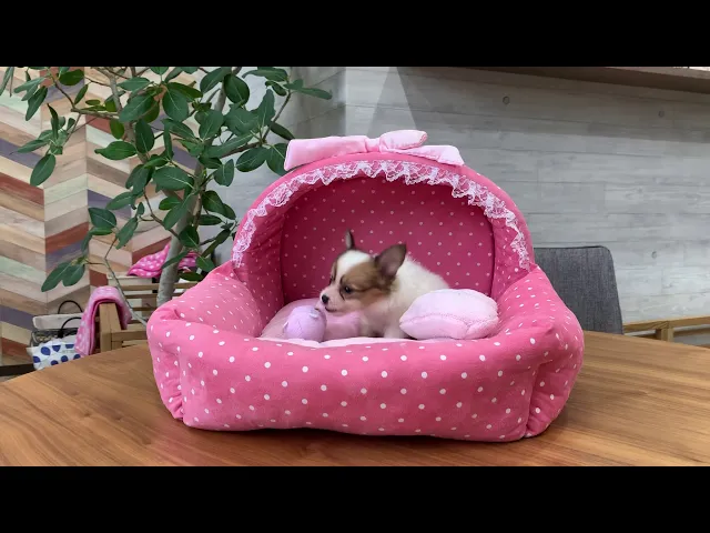 動画