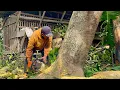 Lagu EXTREME‼️Execution of a Leaning Jackfruit Tree Near a Goat Pen.