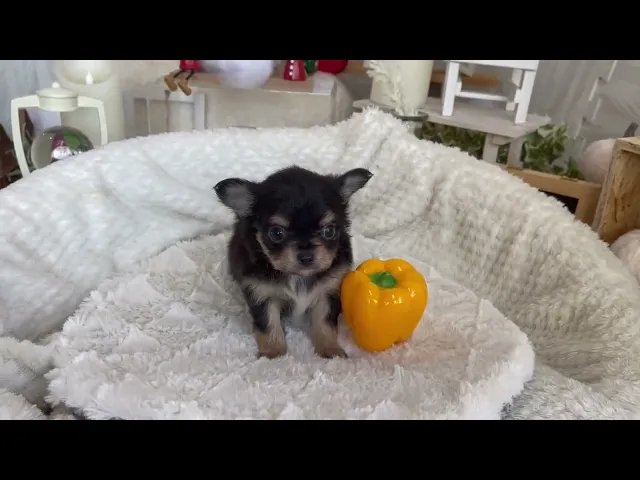 動画