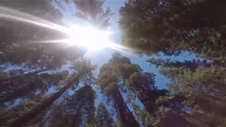 Giant Sequoia Grove, Yosemite