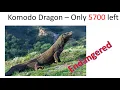 Komodo Dragon - Endangered