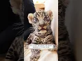 Download Lagu A man found an abandoned jaguar cub and adopted it #jaguar #wildanimals