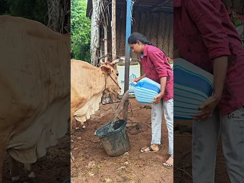Maada pidichueichaluku kattitu vanthute ga π