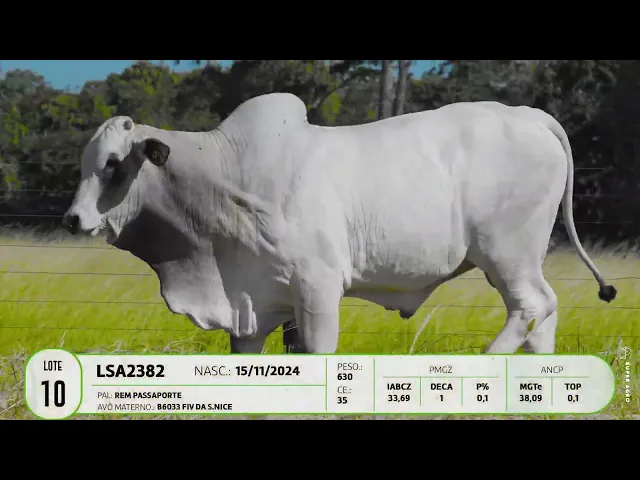 Garrote Nelore LSA - 2382