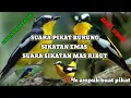 suara pikat burung sikatan emas di jamin ampuh