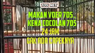 Download Cendet Bahan Bangunan , Gak Ada Capeknya Berisikin Gubug Tiap Hari MP3