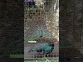 Download Lagu DETIK DETIK BURUNG MERAK HIJAU KAWIN
