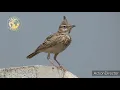 Download Lagu MASTERAN GACOR \u0026 PIKAT APUNG TANAH TREE PIPIT RICHARD SUARA PANCINGAN JERNIH | KICAU SUARA BURUNG