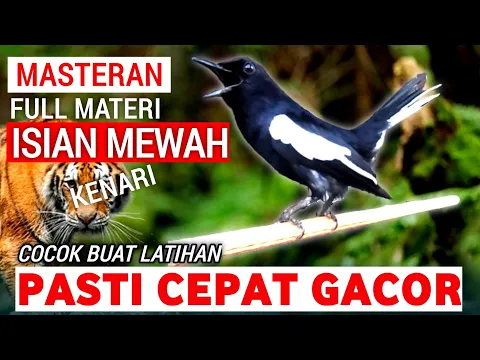 Download MP3 🔴GILA ⁉️ - MASTERAN KACER GACOR FULL ISIAN MEWAH !! - Suara Burung Kacer yang cocok untuk Latihan ‼️