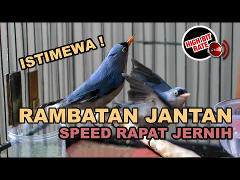 Download MP3 🔴 Suara Burung Rambatan Jantan Nyecret Kristal dan Speed Rapat Masteran Rambatan Gacor