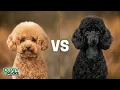 Toy Poodle vs Mini Poodle The Truth No One Tells You