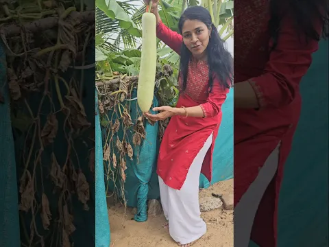 செடி வளத்து காய் வர வைக்கிறதுதான் பெரிய task#minivlog
