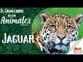 Lagu ¡TODO sobre LOS JAGUARES para NIÑOS!