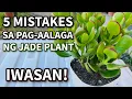 5 MISTAKES SA PAG-AALAGA NG JADE PLANT Lucky Plant Care Tips