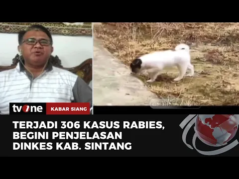 Dinkes Kab. Sintang Mencatat 306 Kasus Gigitan Anjing Rabies, 7 Meninggal Dunia