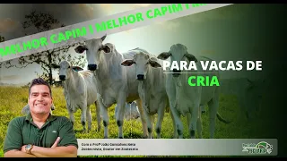What is the best grass for breeding cows?