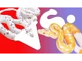 CORN SNAKES VS BALL PYTHONS WHAT IS THE BEST PET SNAKE