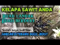 Lagu Cara ini bisa mengatasi tanaman kelapa sawit berbuah landak, buah duri semua
