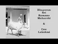 Download Lagu Bhagavan Sri Ramana Maharshi And Cow Lakshmi ~ Showing How Animals Can Behave Like Humans or Better